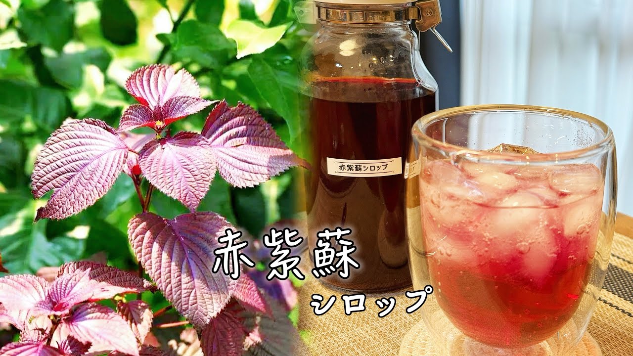 我的夏日必备，紫蘇シロップ，简单紫苏糖浆做法，好看好喝清爽饮品
