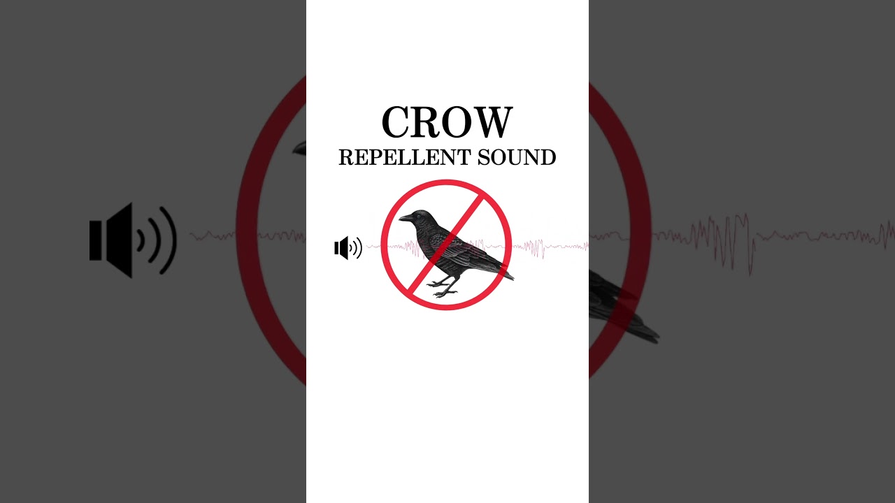 Crow Repellent Sound | Hawk sound and Ultrasonic Waves  (20s)