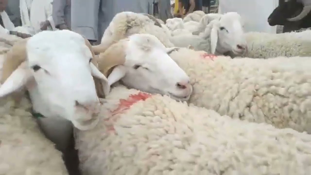 سوق المواشي حد الصحاري ولاية الجلفة  اليوم