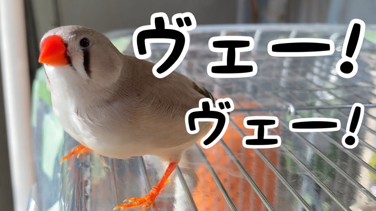 自己主張強めなキンカチョウ女子の鳴き声