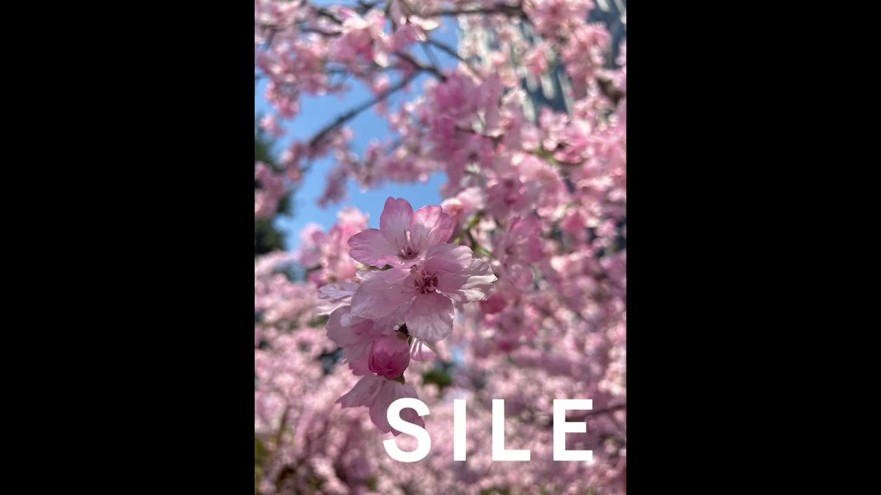 【Warm Spring Day Ambience｜SILE】Relaxing Nature Sounds穏やかな日を過ごしたいあなたに