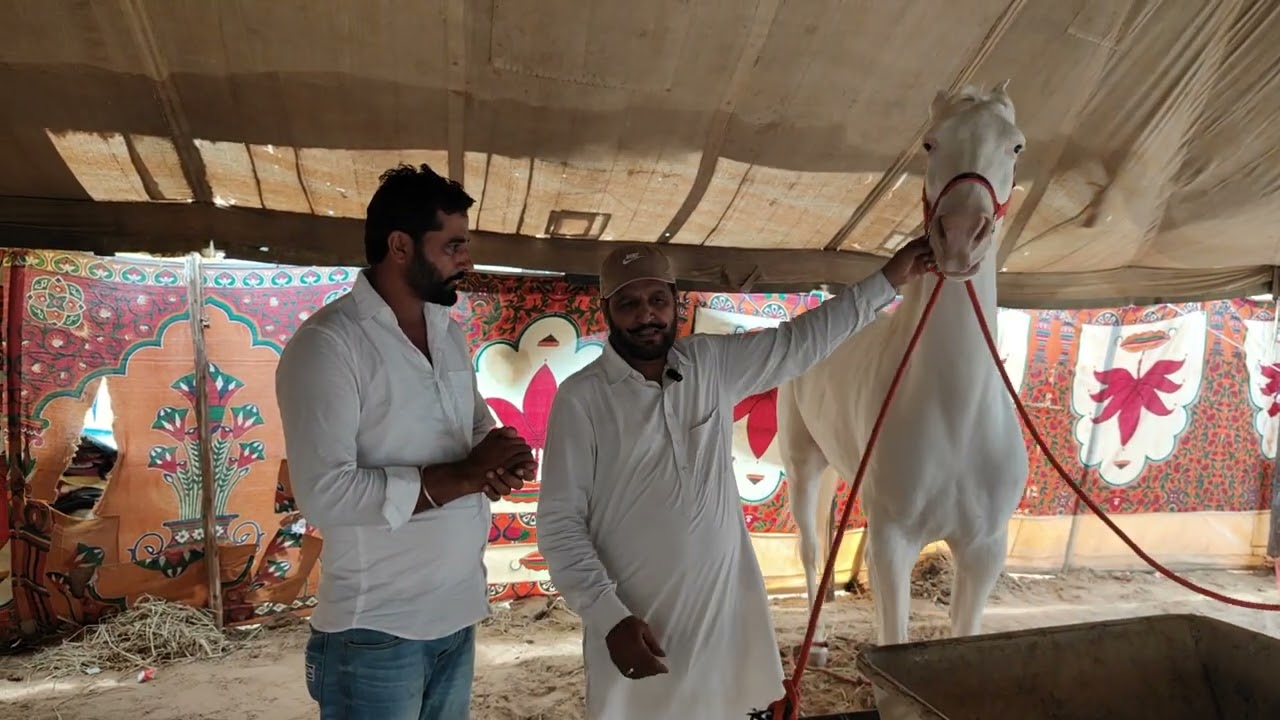 35 ਲੱਖ ਦੀ ਘੋੜੀ ਦੇ ਕਰੋ ਦਰਸ਼ਨ ਪੰਜਾਬ ਦੇ ਟੋਪ ਦੇ ਬਰੀਡਰ ਨਾਲ ਗੱਲਬਾਤ 
