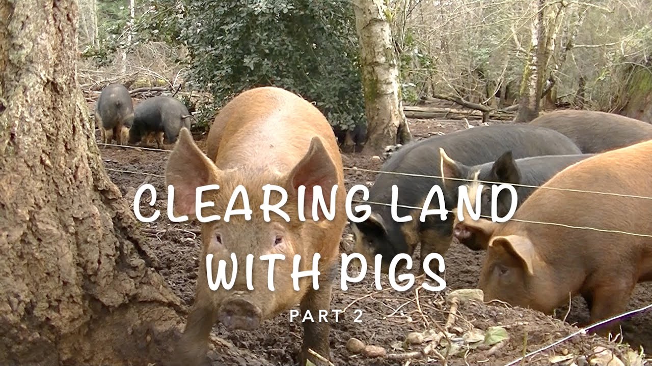 CLEARING LAND WITH FREE RANGE PIGS PART 2