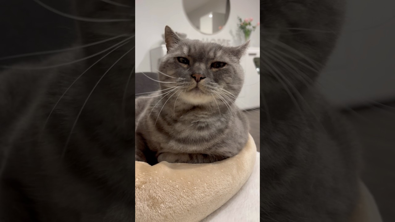 Как я планирую понедельник 🐾🐈&zwj;⬛❤️ #cat #chorts #котикиМишаиЛео#котМиша#cutecat #funnycat