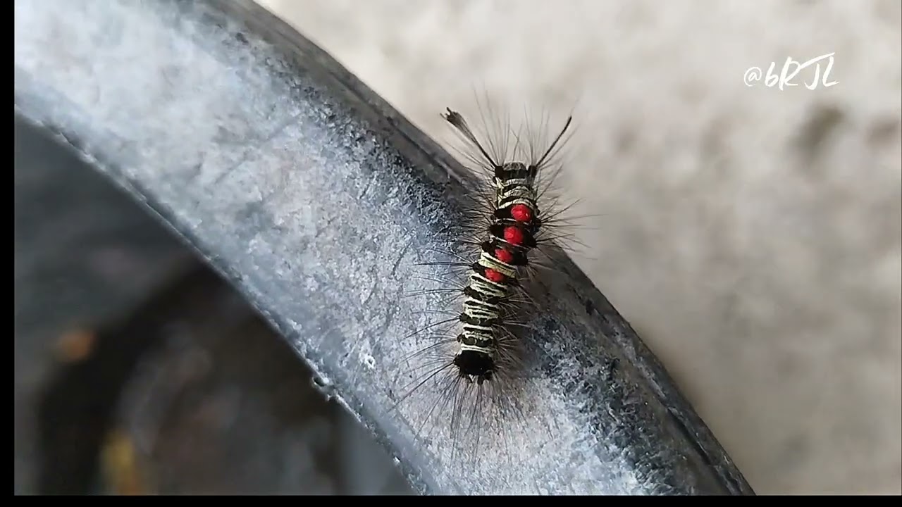 This Cute Caterpillar Has a Unique Walk @brajalumia 