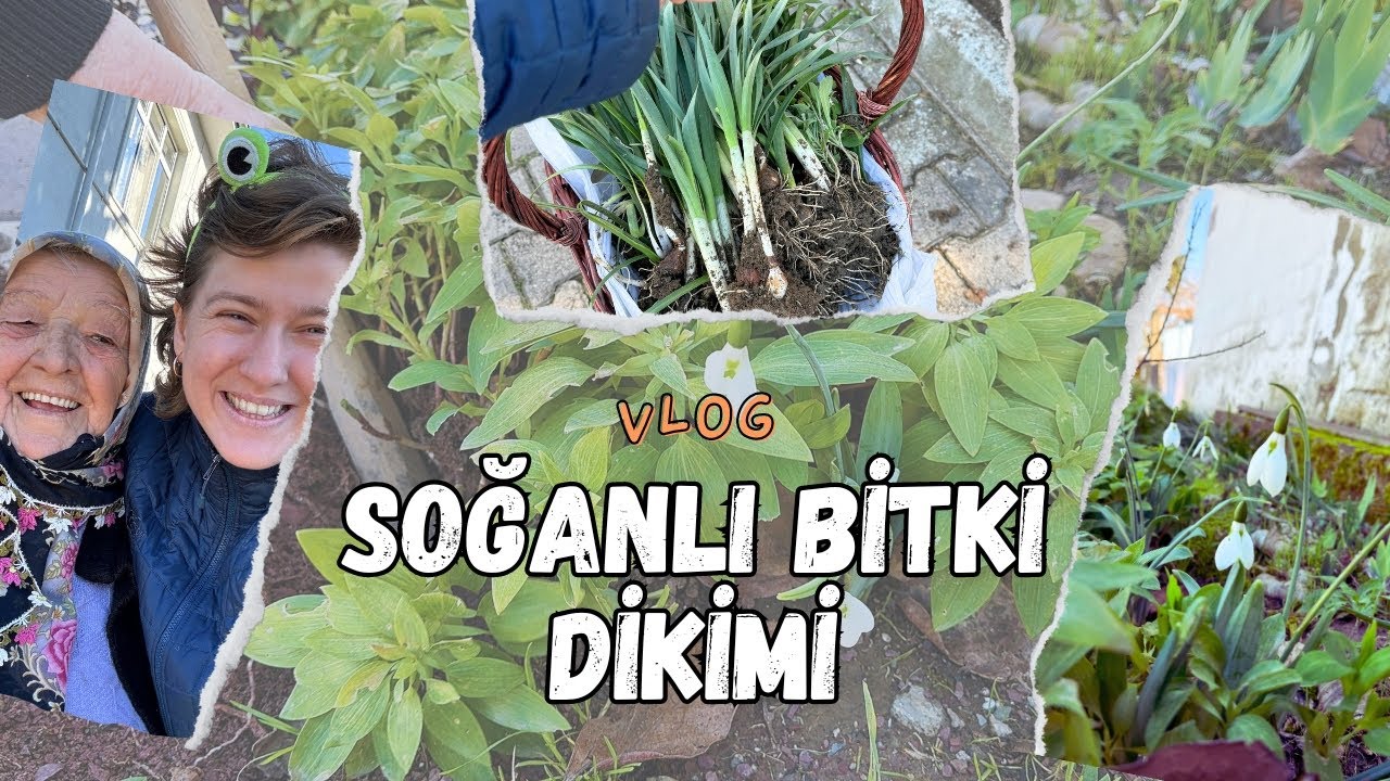 Anneannemle Bir Gün | Bitki Soğanı Çıkarıyoruz 😍