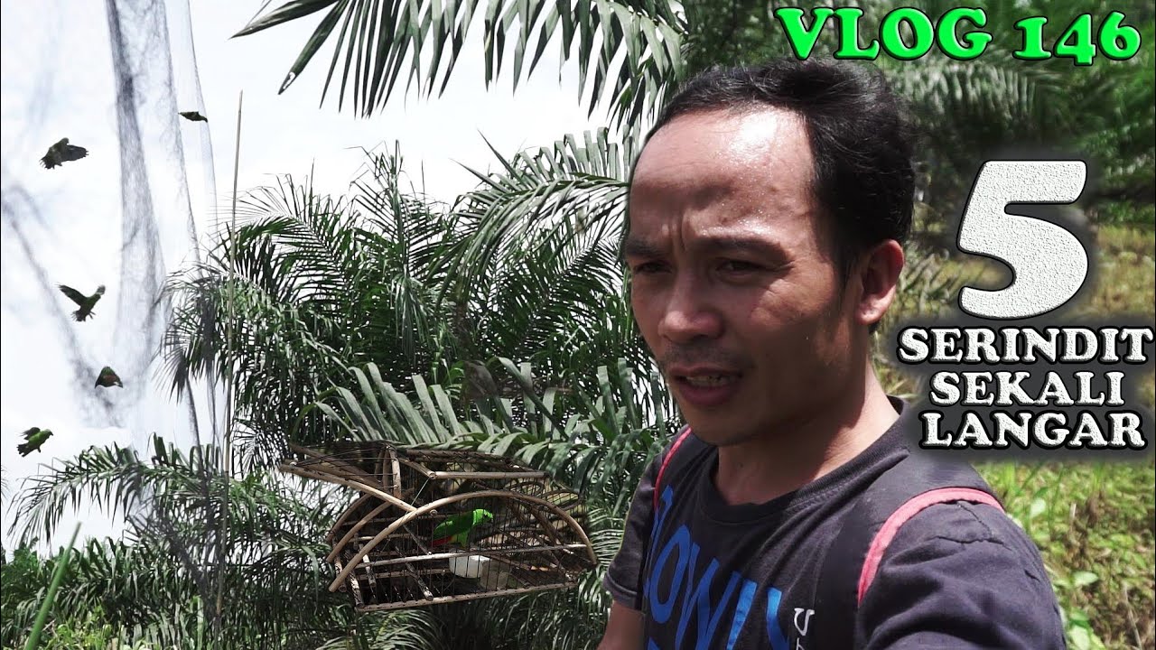BURUNG SERINDIT  FREDDY MOJURU _ Vlog 146.