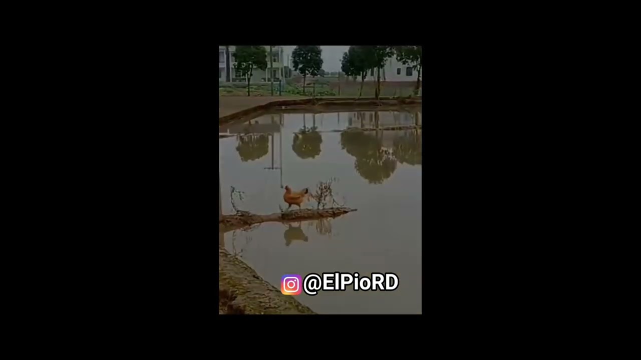 El Pio RD, Doblajes Virales 2024 Vol.1