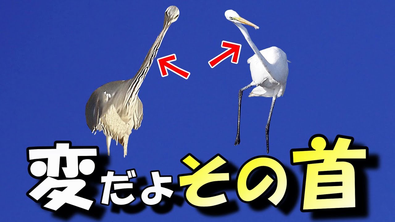 不思議な姿勢で漁をするアオサギその理由は・・・/Strange neck of  Gray Heron