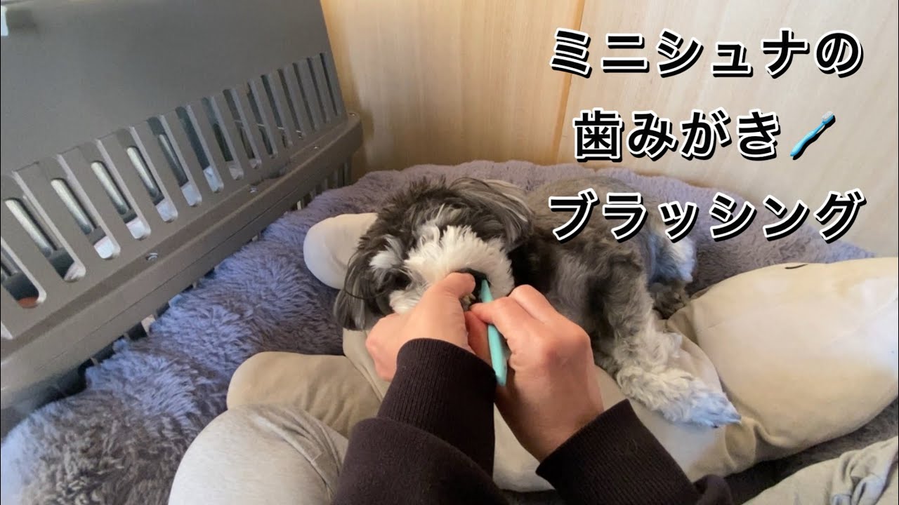 【ミニチュアシュナウザー】毎日のお手入れ|歯みがき🪥|苦手克服|犬のしつけ