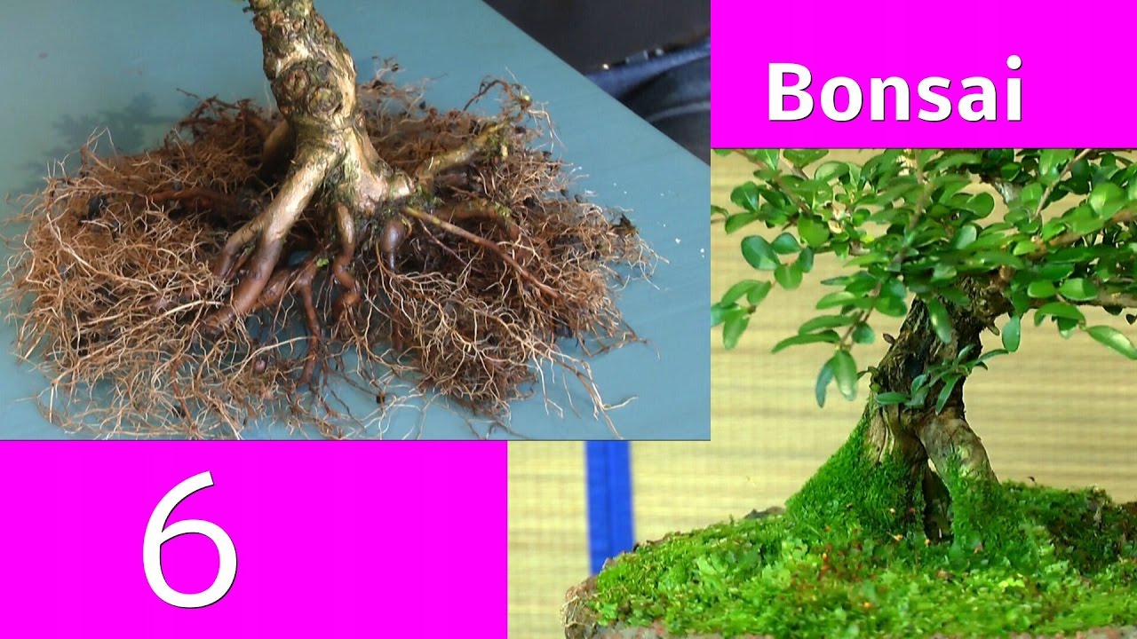 Bonsai Teil 6 Vorstellung mit Detlef Römisch Lonicera Immergrün