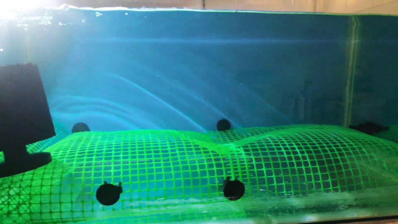 تكاثر الگولد فيش الحزء الثاني breeding gold fish part 2