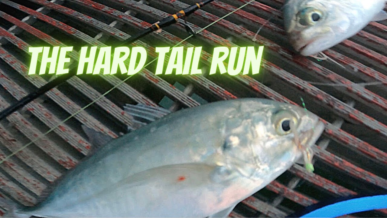 The Hard Tail Run | Okaloosa Pier Fishing