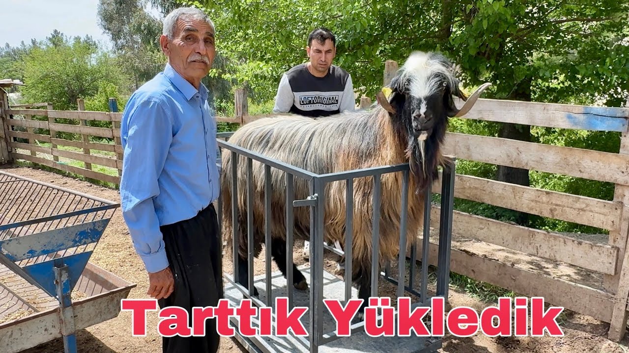 5 TANE KURBANLIK TARTTIK YÜKLEDİK  | KURBANLIK SATIŞI 2025 - Osmaniye