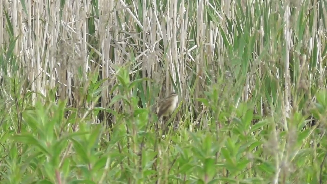 Sedge Warbler delivers his song
