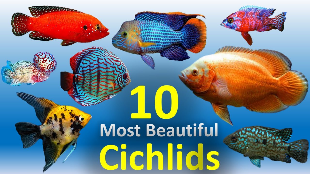 10 Most Beautiful Cichlids for Aquarium