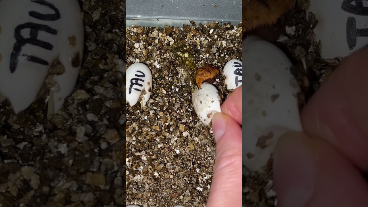 A little help for this tiny baby 😍🥺 #junglepaws #crestedgecko #youtube #wimpergekko #babyanimals