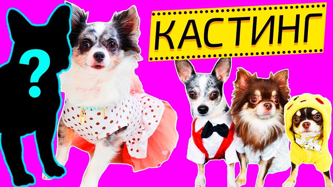 ИЩУ ПАРНЯ! КАСТИНГ ПАРЕНЬ ДЛЯ СОФИ ПРОВОДЯТ СЕМЬЯ МИША и ЭЙВАН и ВРЕДНЫЙ РЕБЕНОК ПОКЕМОН ЮМИ ЧУ