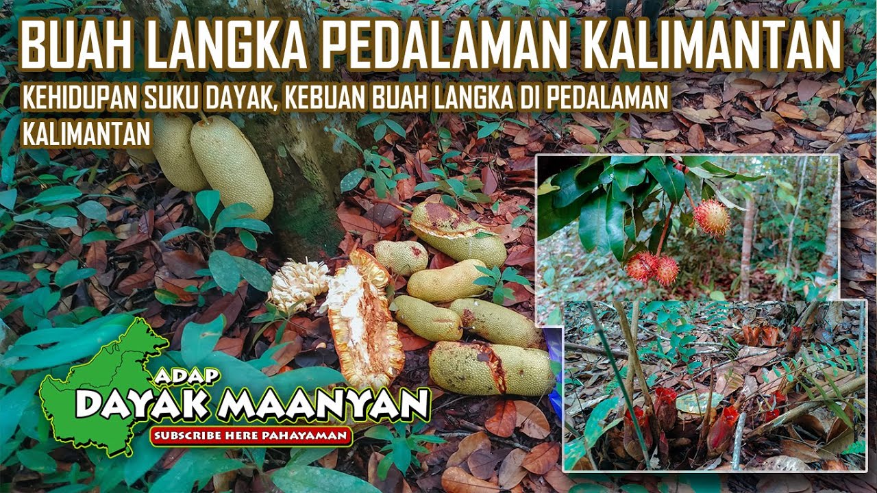 Kehidupan Suku Dayak, Kebun Buah Langka di Pedalaman Kalimantan, Siap Panen