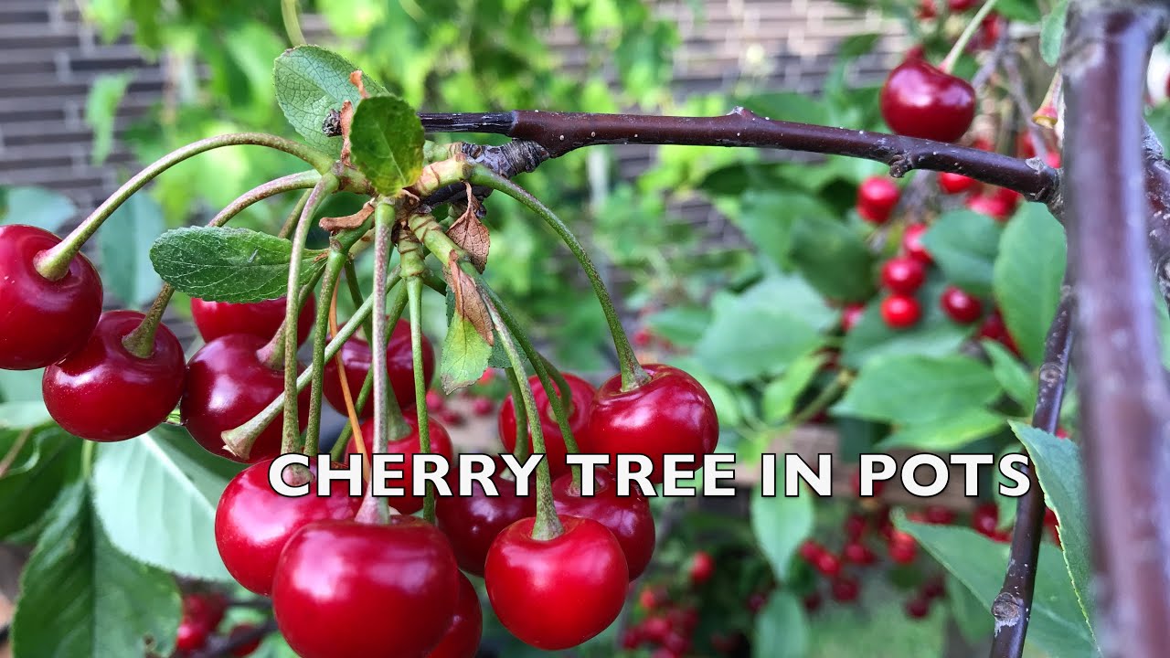 Cherry Trees growing in containers bear a lot of fruit #1