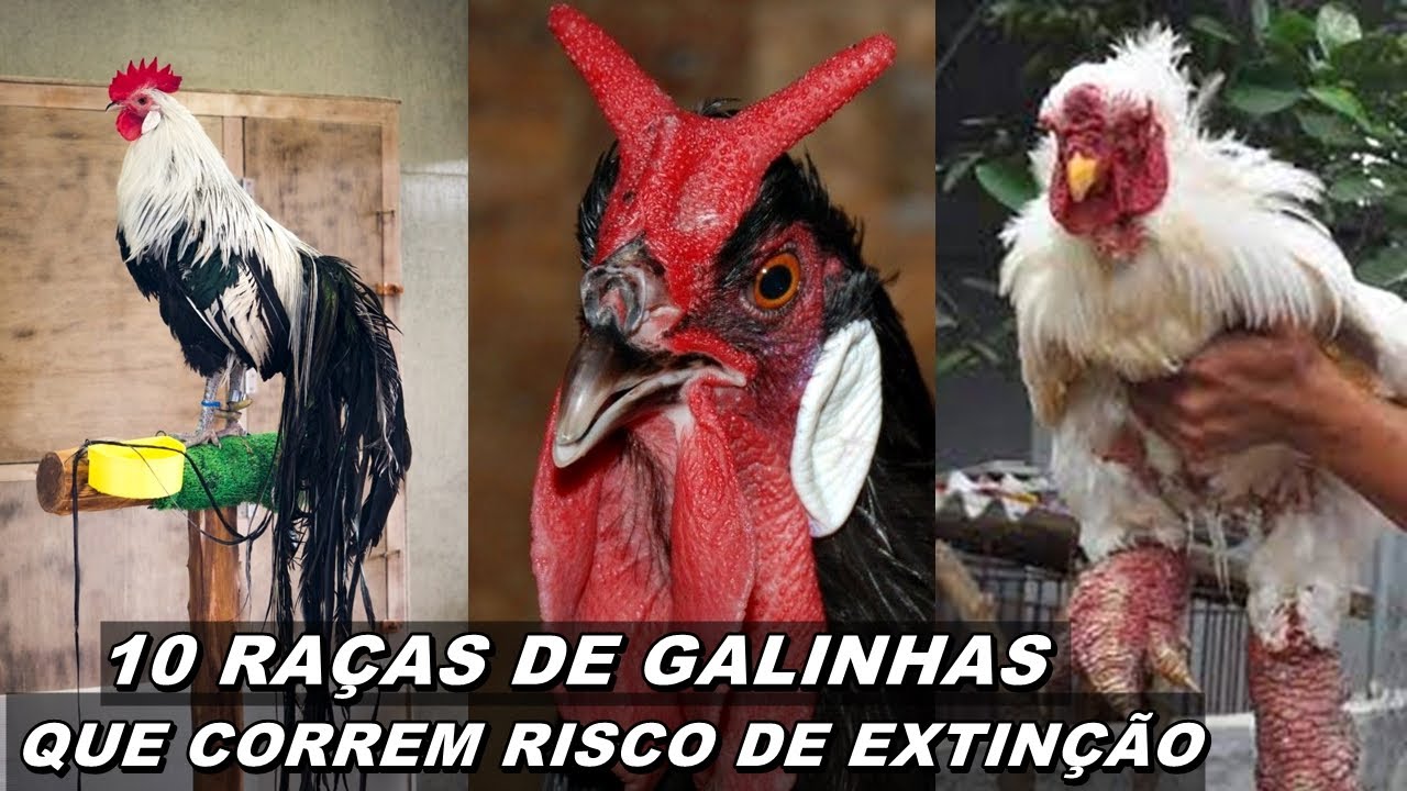 RAÇAS DE GALINHA QUE PODEM SER EXTINTAS 😨🐔