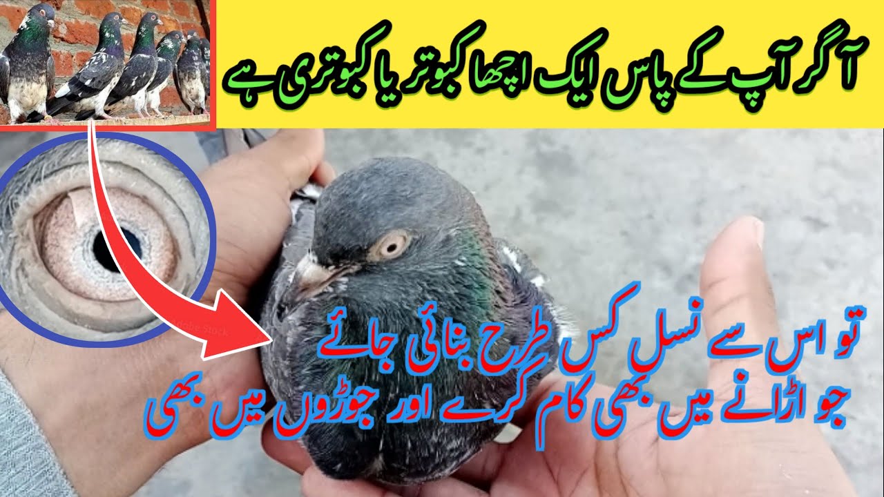 Aak Acchay Kabootar Sy Kis Tarah Acchei Nasal Baniey Jay | Pigeon Day1
