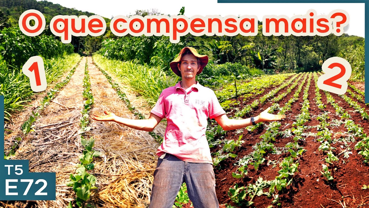 Diferença entre cultivo de feijão na palha e no solo pelado