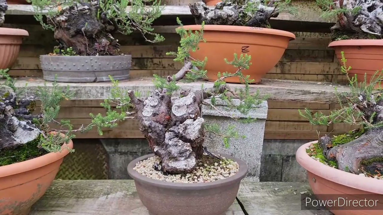 Como convertir brezos en bonsai. os dejo el enlace del video anterior.