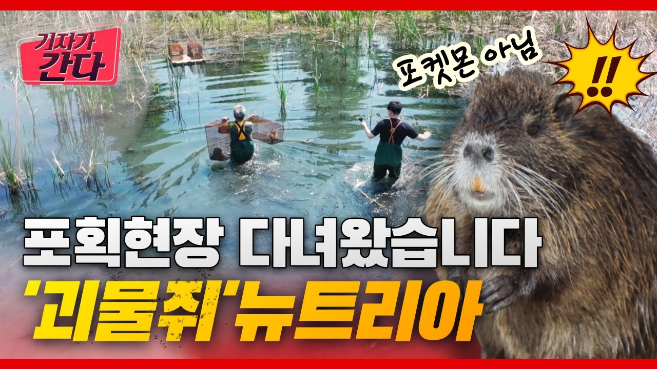 '괴물쥐' 뉴트리아의 역습 | 기자가 간다