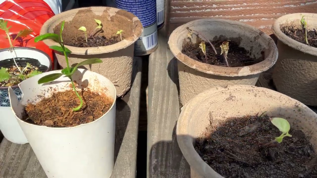 Plant update