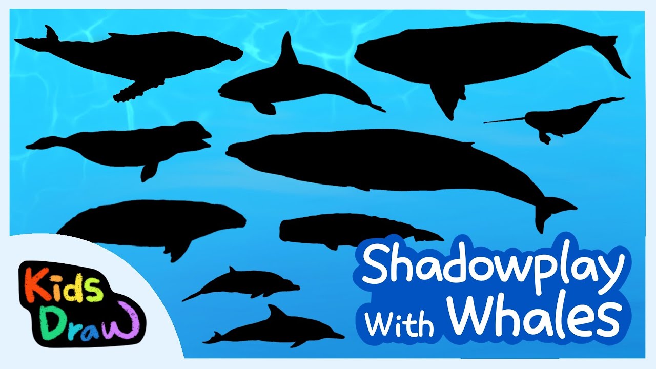 Shadowpaly with Whales | Whales Quiz | What kinds of whales live under the ocean? | Kids Draw