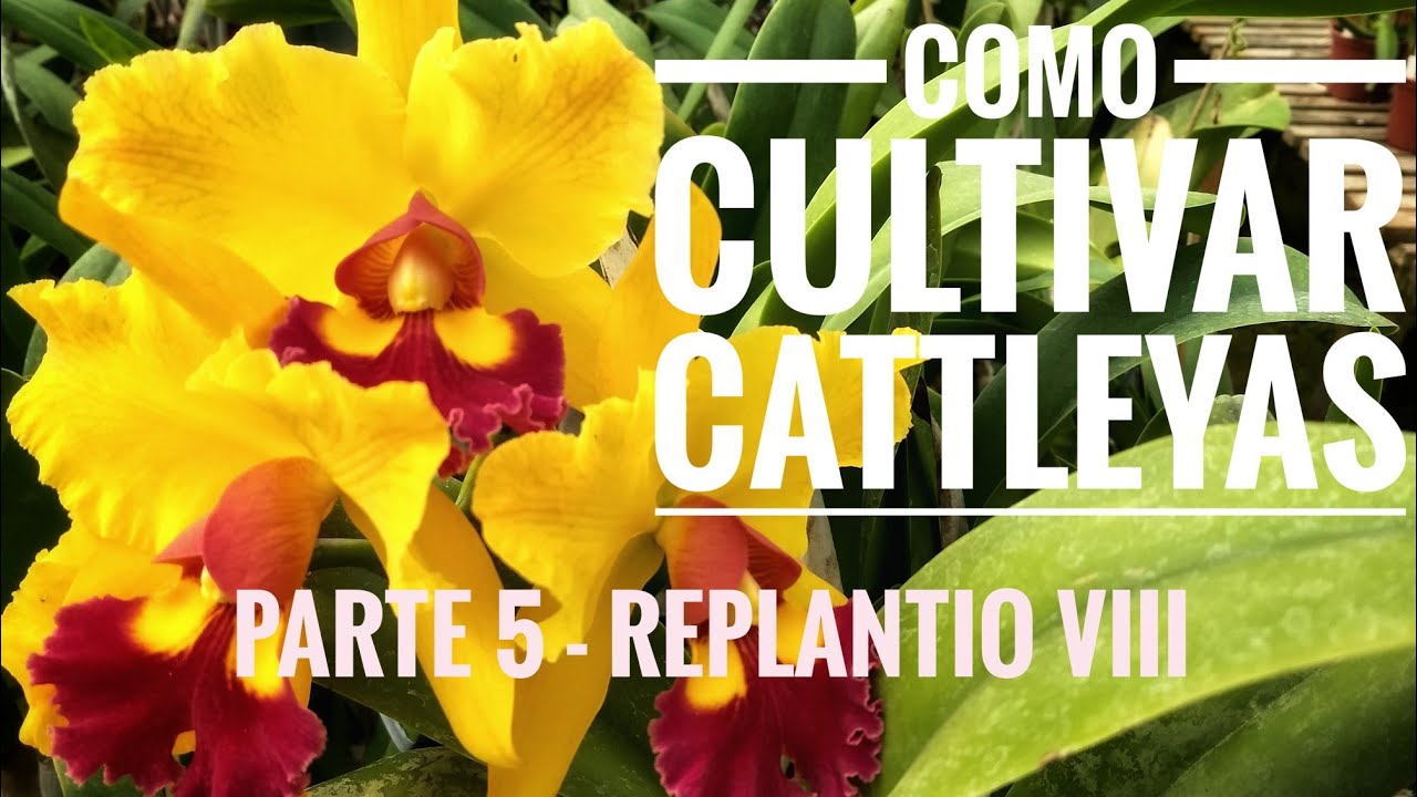 Cultivo de Cattleyas parte 5 - Replantio em cachepots