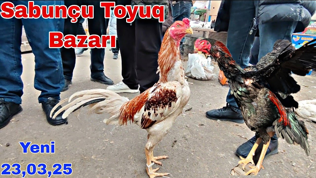 Sabunçu Toyuq Bazarı 23 mart 2025 @mubarizemintv2271