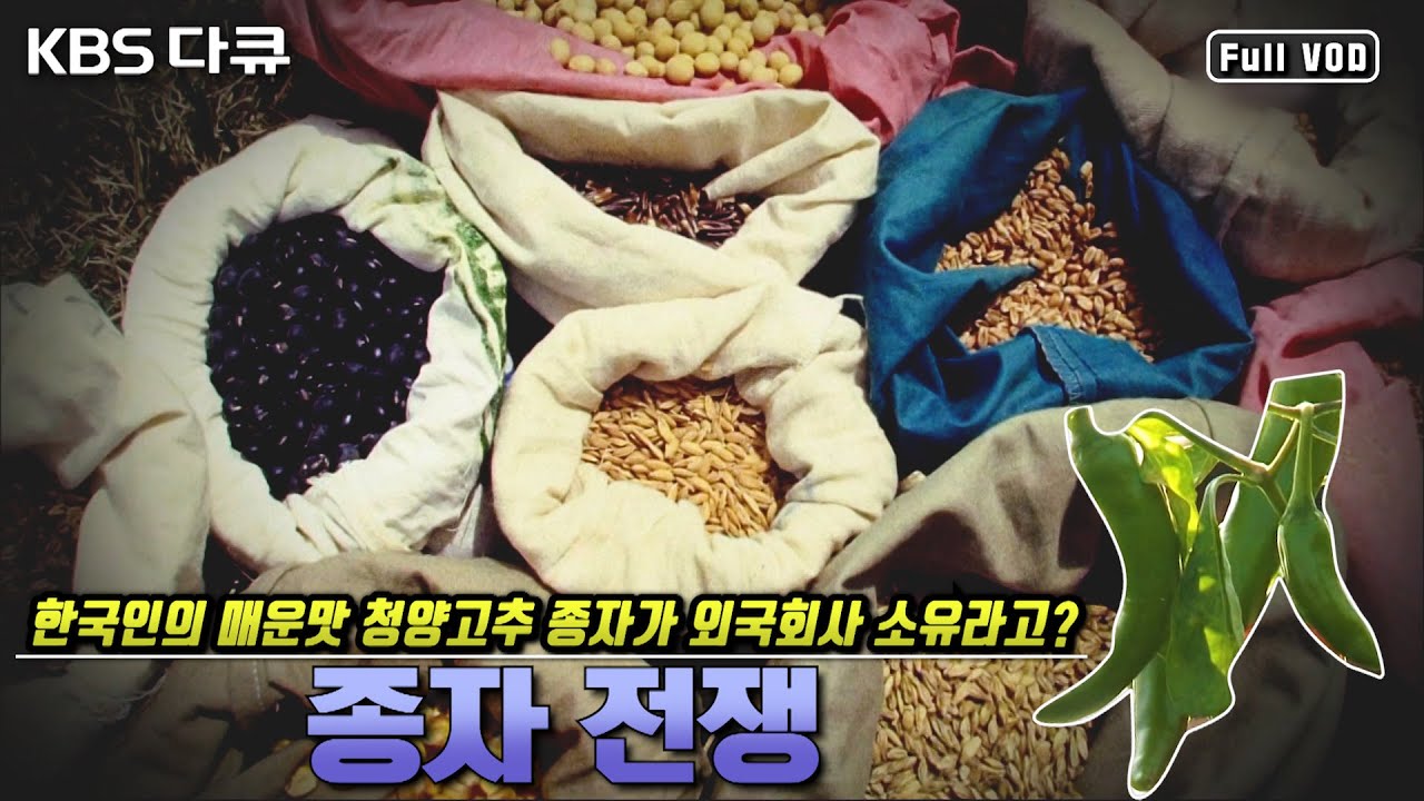 종자 확보가 중요한 이유 | 청양고추 종자가 외국회사 소유라고? | 품종개발과 종자주권을 둘러싼 종자 전쟁 | KBS 대기획 “힘내라 한국 종자산업” (KBS 081114 방송)