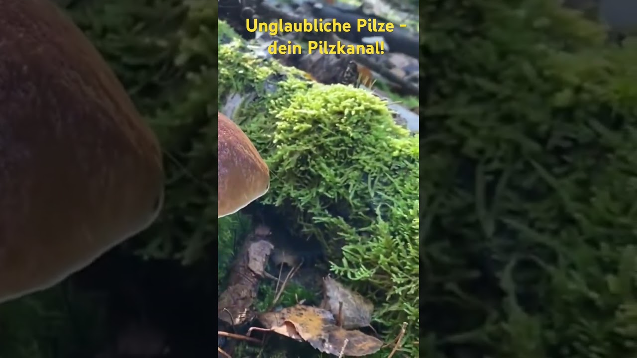 Letzte Steinpilze & Maronen? Pilze suchen am Pilzsaisonende Pilze suchen November 2024