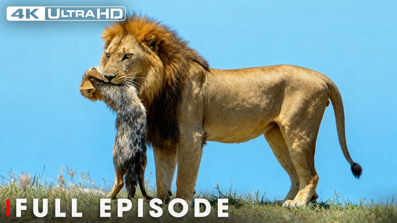 Powerful Hunter: Explore the Clash of the Titans | 4K UHD | Nature Animal Documentary