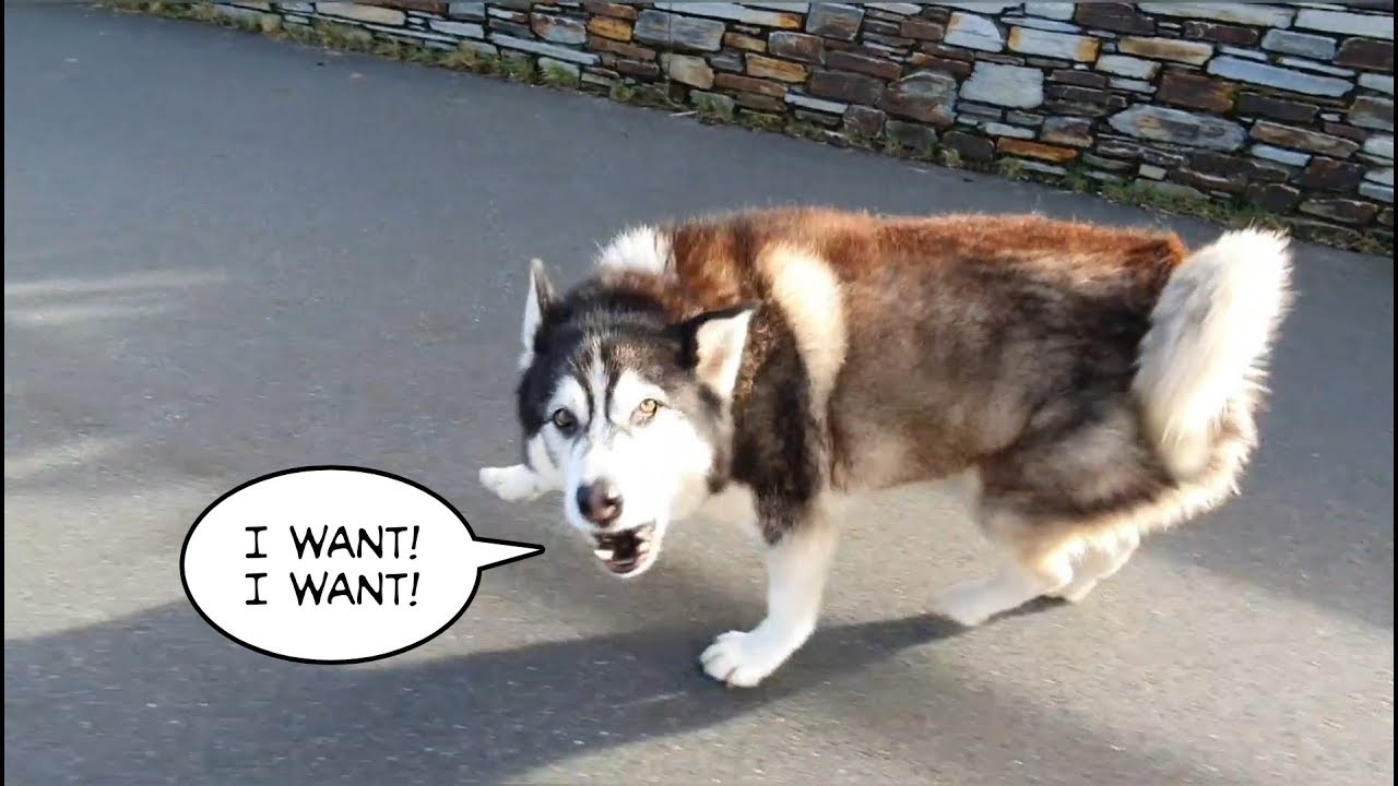 Dog has moody teen syndrome when no humans close to love