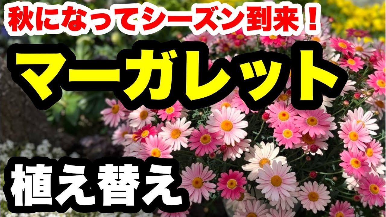 ◆【マーガレットの植え替え】成長の違いも全部見せします！