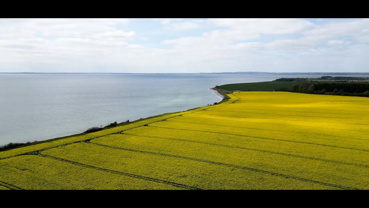 Rapsens rejse fra jord til bord og tilbage til jorden igen (Dansk)