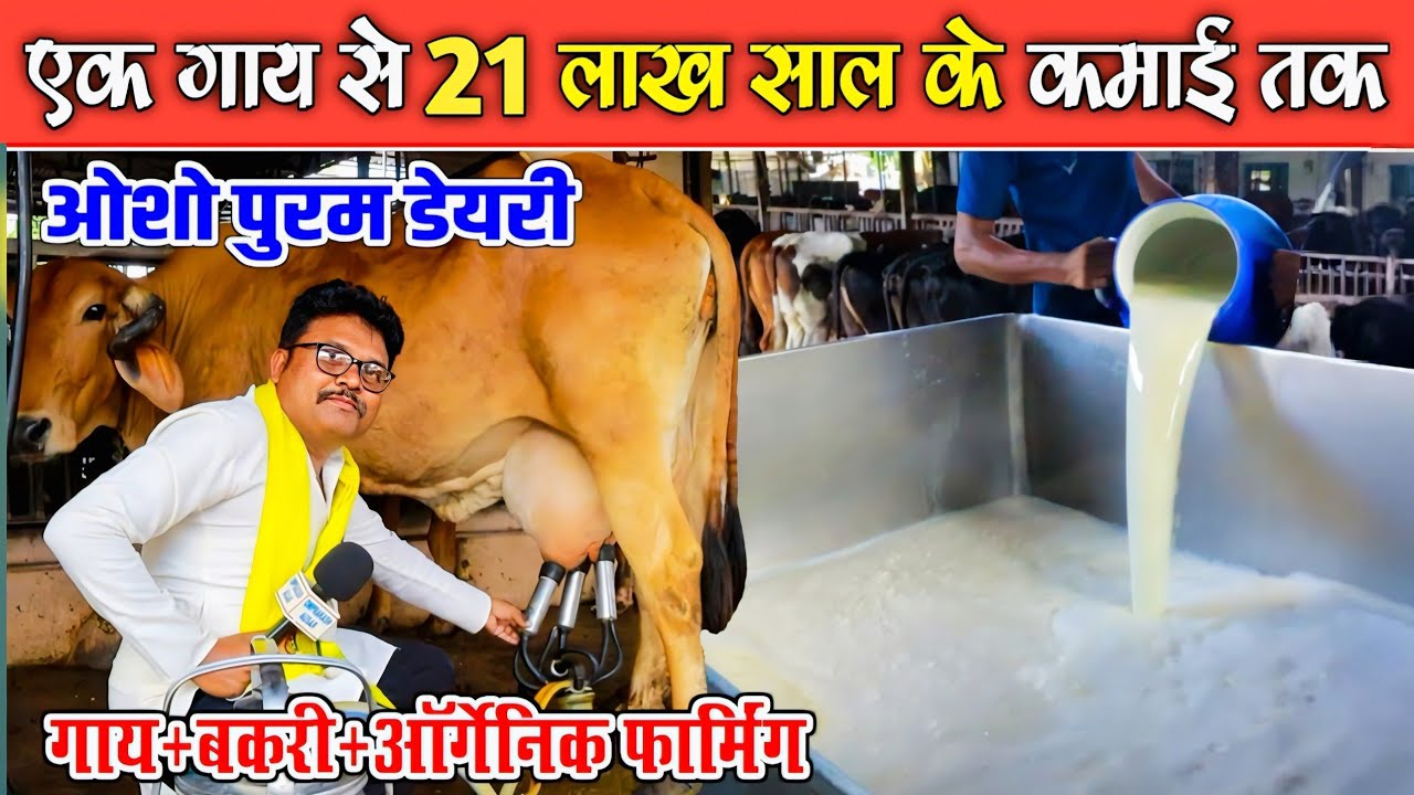 गाय से 300 गाय तक सफर ।Osho Puram Dairy । Cow+Bakri+Organic Farming।।  Integrated Farm
