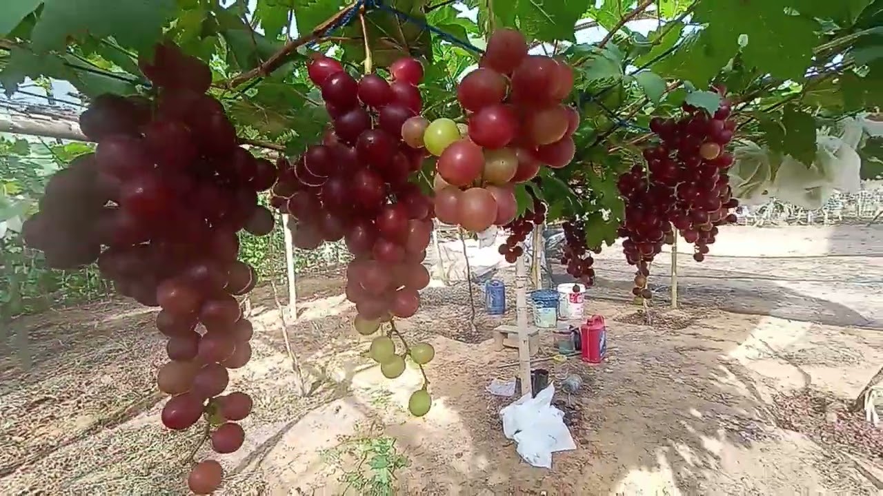 Ini Kelebihan Anggur Varian Everest Menurut Saya @petani.milenial2021
