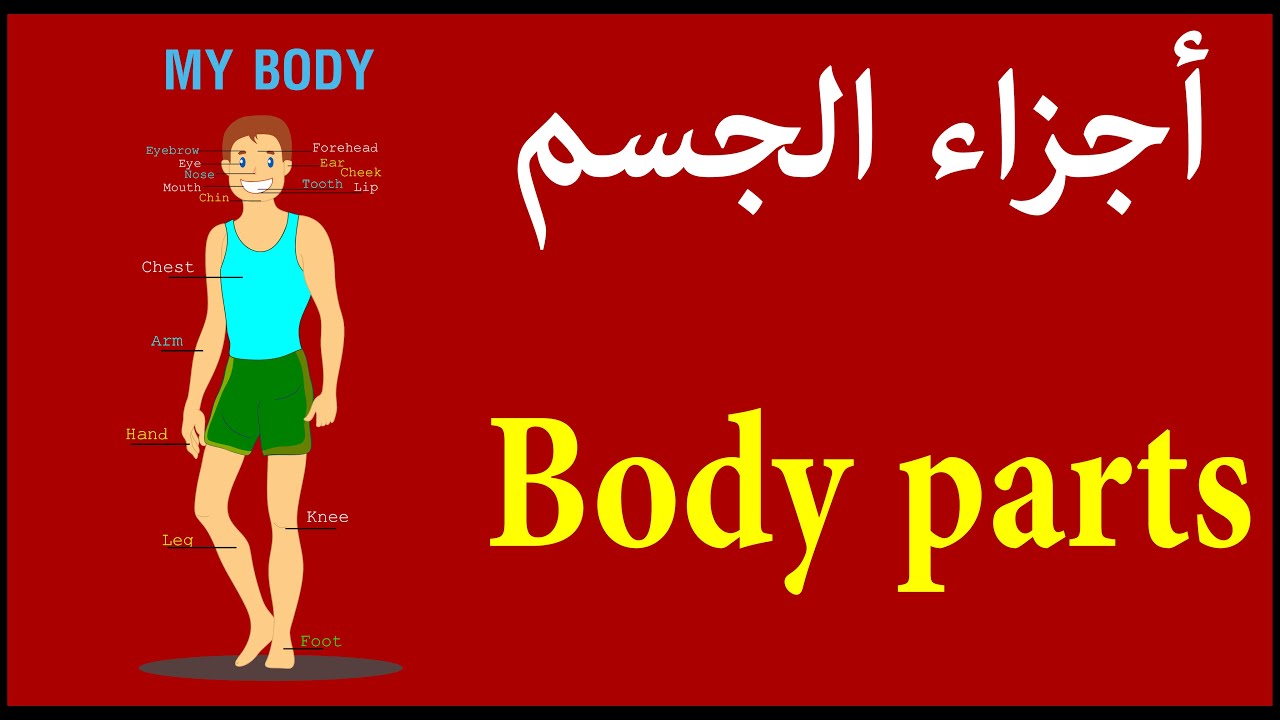 Body parts أجزاء الجسم