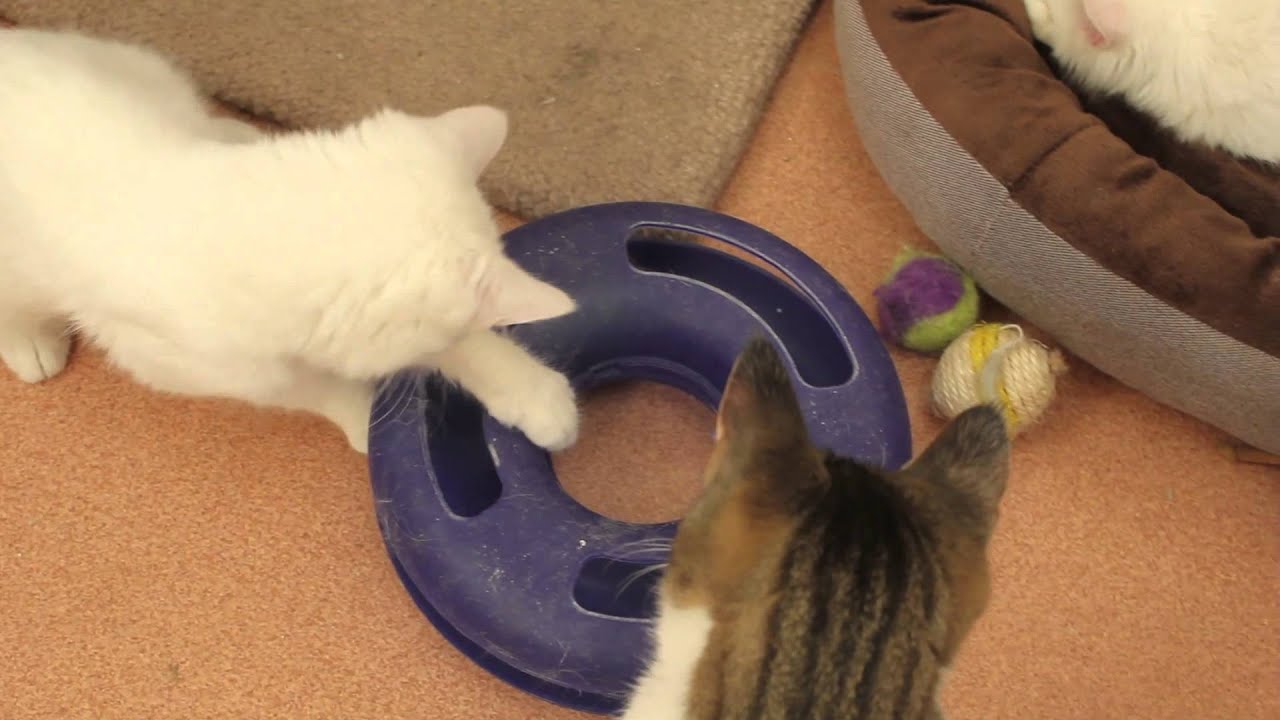 Adopt a pet today! Saratoga County Animal Shelter Trailer #2