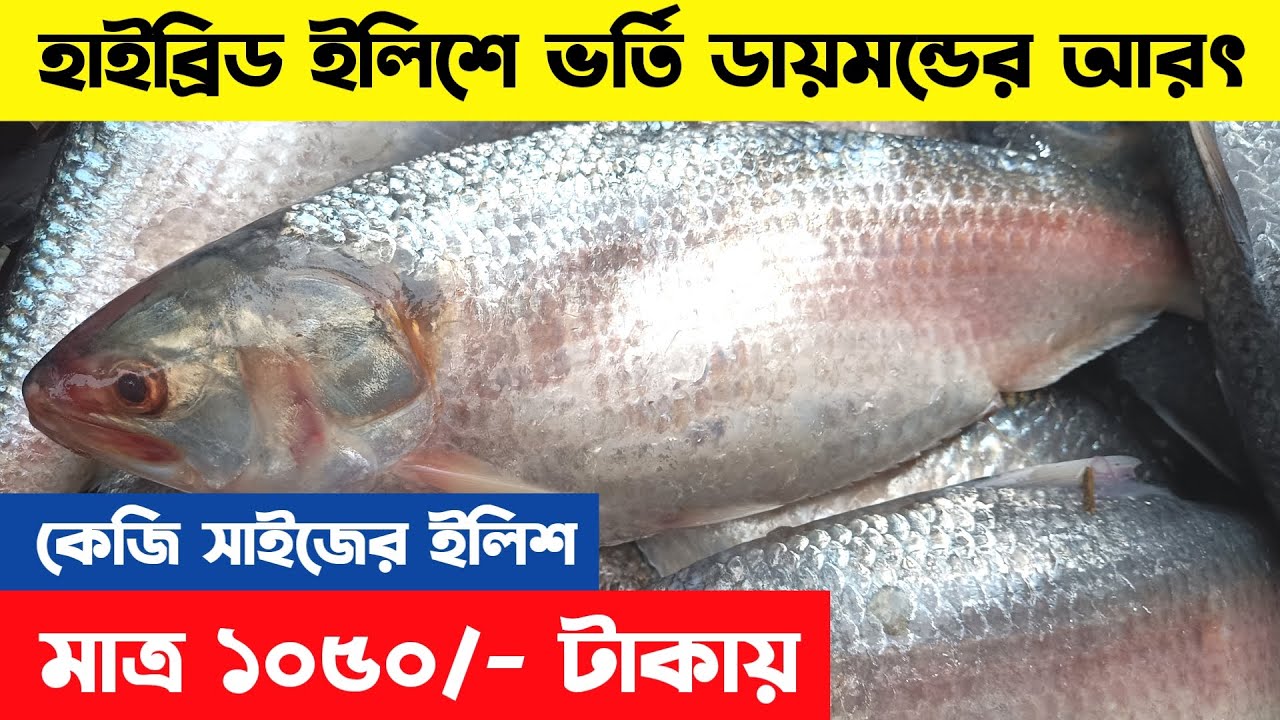 হাইব্রিড ইলিশের ব্যাপক আমদানি ডায়মন্ডের আরতে | Hilsa latest price | Hilsa market diamond harbour
