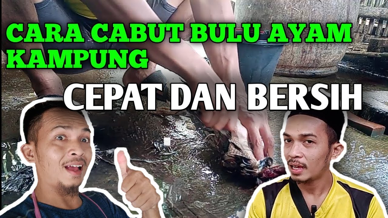 CARA MENCABUT BULU AYAM KAMPUNG MANUAL PAKE TANGAN || CEPAT DAN BERSIH