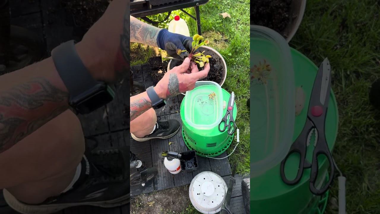 Transplanting a crowded pit of Dionaea Muscipula Sasquatch @douglaspike529