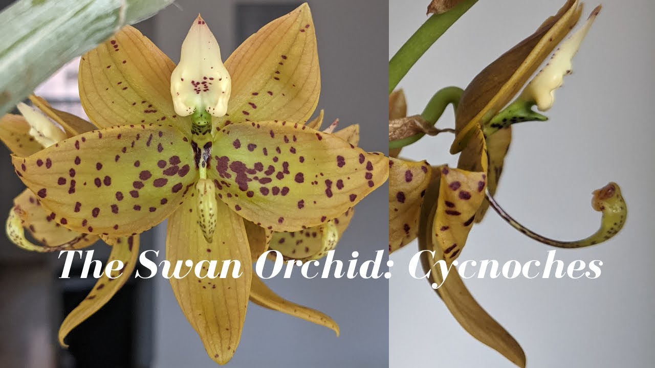The Swan Orchid | What I’ve learned Growing Cycnoches Orchids  + A Humidity Hack for Dry Weather