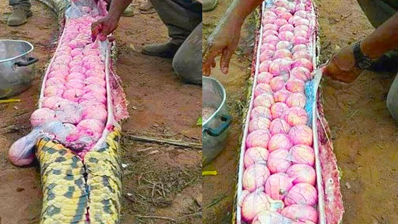 15 Most Unique Eggs In The World