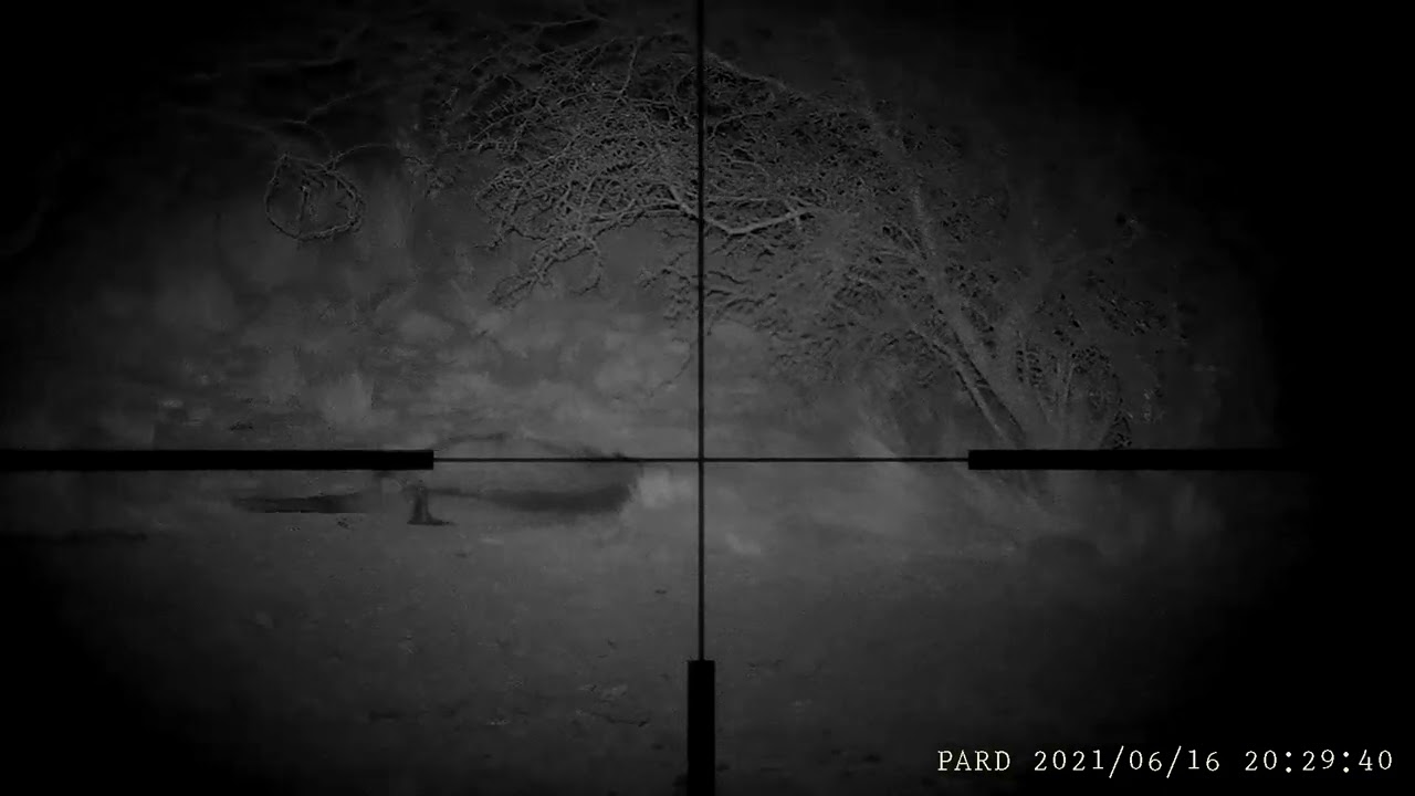 Pard NV007V mira Zeiss Victory HT 3-12&times;56. Padrillo en La Pampa...!!