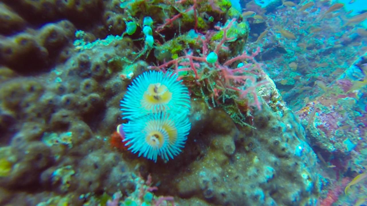 Scuba Diving the Philippines - WRECK DIVING!  Sabang Wrecks, Puerto Galera June 2016